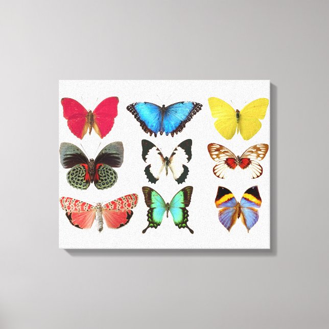 Butterflies Canvas Print (Front)