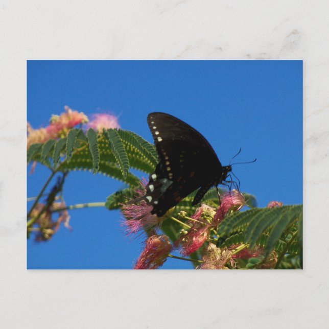 Butterflies Delight landscape scene Postcard (Front)