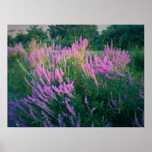 BUTTERFLIES FAVORITE PURPLE LOOSESTRIFE POSTER
