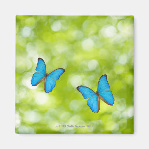 Butterflies flying, Digital Composite Magnet