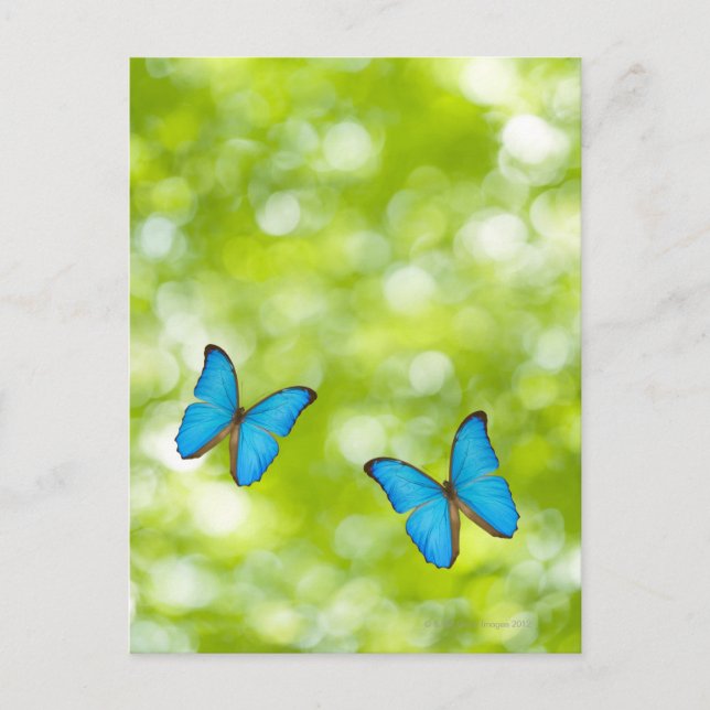 Butterflies flying postcard (Front)