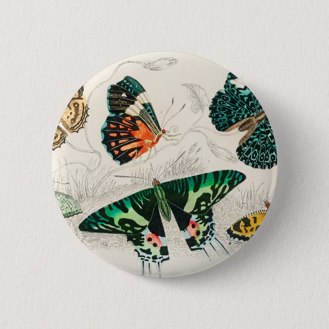 Butterflies Insects Bugs 6 Cm Round Badge (Front)