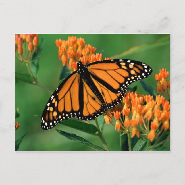 butterflies monarch butterfly postcard (Front)