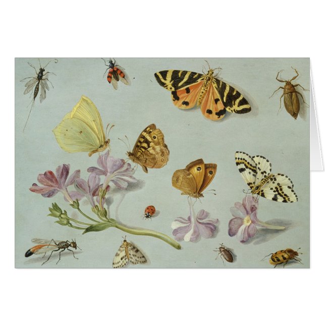 Butterflies, moths and other insects (Front Horizontal)