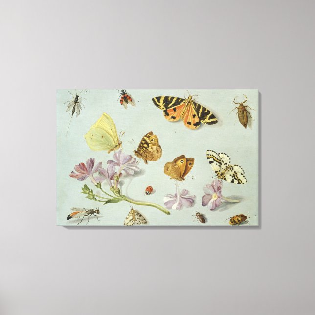 Butterflies, moths and other insects canvas print (Front)