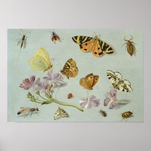 Butterflies, moths and other insects poster