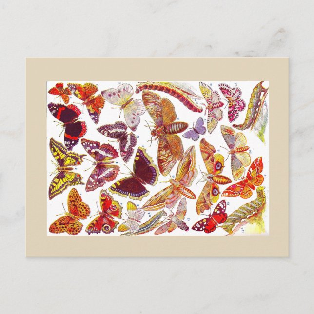 Butterflies Moths Vintage Postcard | Insects (Front)