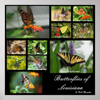 Butterflies of Louisiana Poster