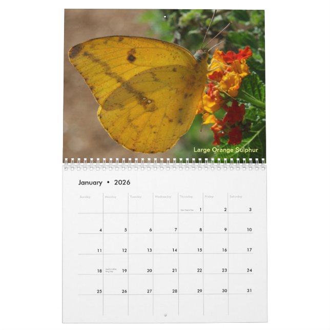 Butterflies of the Rio Grande Valley Calendar (Jan 2026)