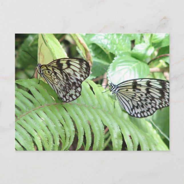 Butterflies on Fern  Postcard (Front)