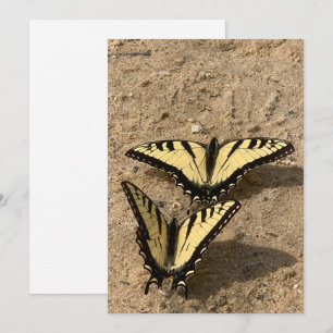 Butterflies on the Beach Flat Holiday Card