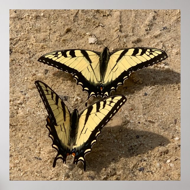 Butterflies on the Beach Poster (Front)