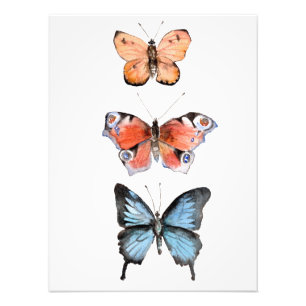 Butterflies Photo Print