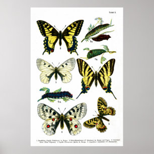 Butterflies Plate I 24" x 36" Poster