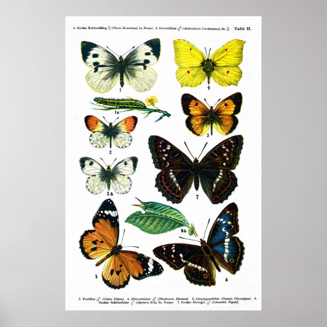 Butterflies Plate II 24" x 36" Poster (Front)