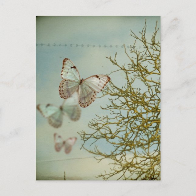 Butterflies Postcard (Front)