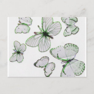 butterflies Postcard