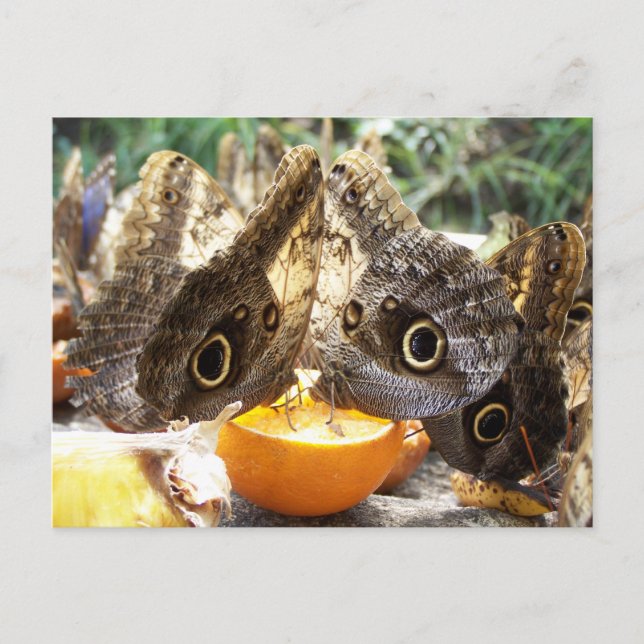 BUTTERFLIES POSTCARD (Front)