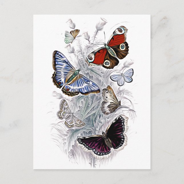 butterflies postcard (Front)