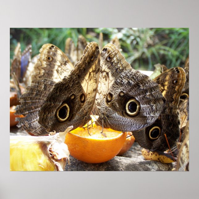 BUTTERFLIES POSTER (Front)