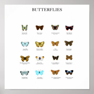 Butterflies Poster