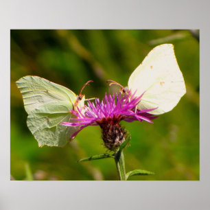 Butterflies poster