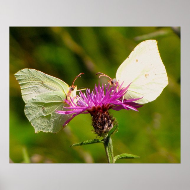 Butterflies poster (Front)