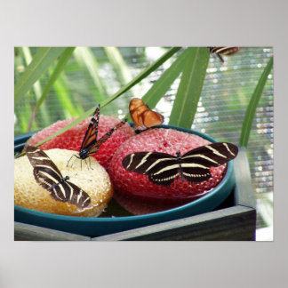 butterflies poster