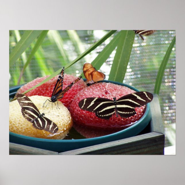 butterflies poster (Front)