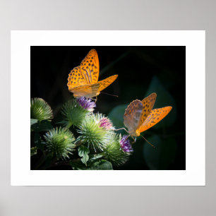Butterflies Poster