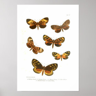 Butterflies Poster