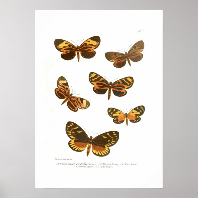 Butterflies Poster (Front)