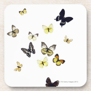Butterflies shot on white coaster