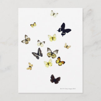 Butterflies shot on white postcard