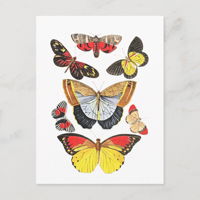 Butterflies, Transparent Background, Postcard (Front)