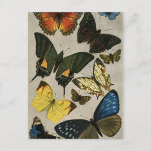 Butterflies Vintage 1904 Postcard