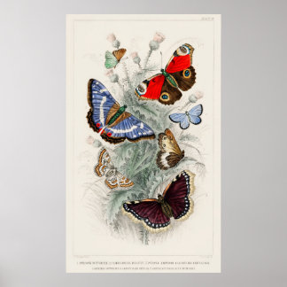 Butterflies vintage art poster