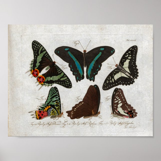 Butterflies Vintage Print Download (Front)