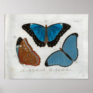 Butterflies Vintage Print Download