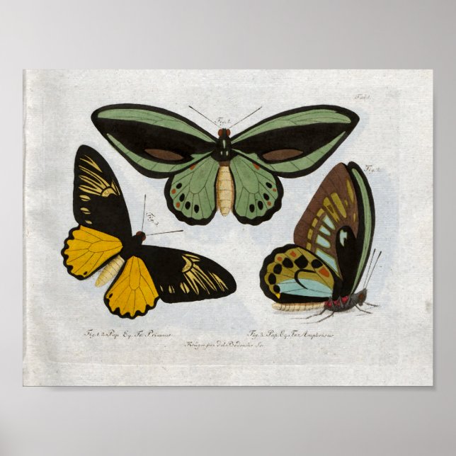 Butterflies Vintage Print Download (Front)