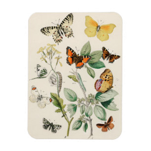 Butterflies - William Forsell Kirby Magnet