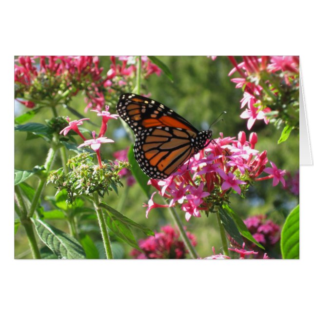 Butterflowers Card (Front Horizontal)