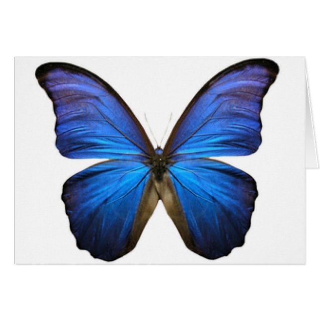 BUTTERFLY (Front Horizontal)