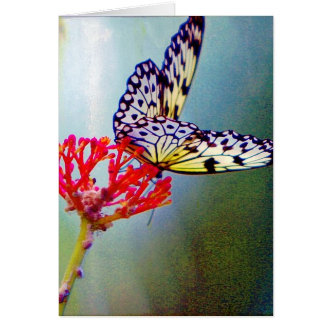 Butterfly (Front)