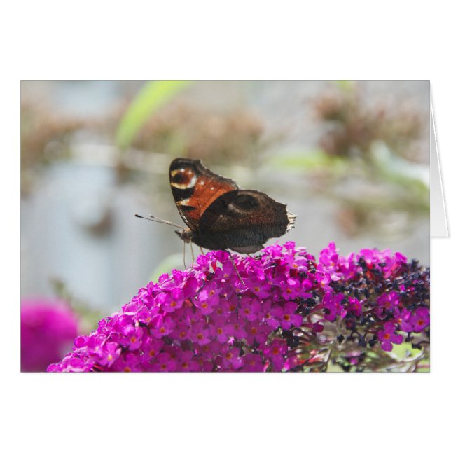 Butterfly (Front Horizontal)