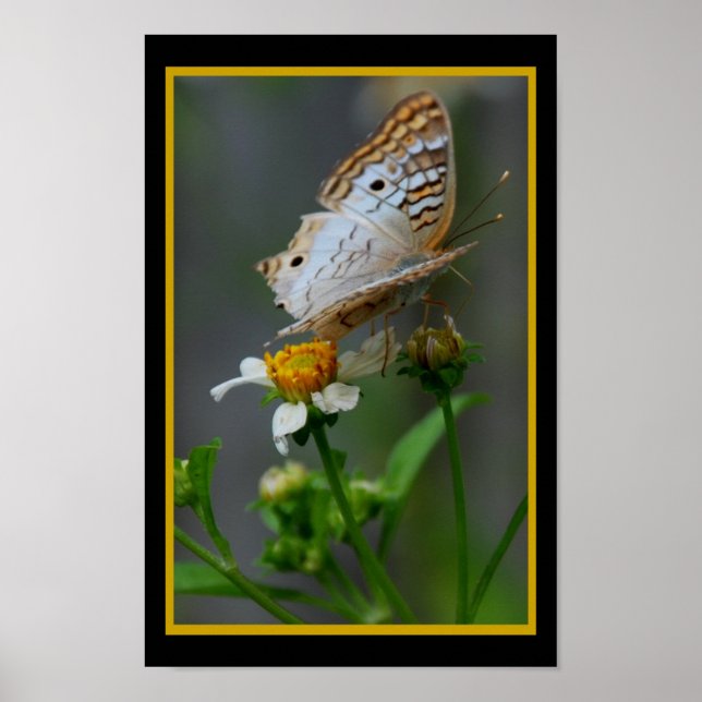 Butterfly302 Poster (Front)
