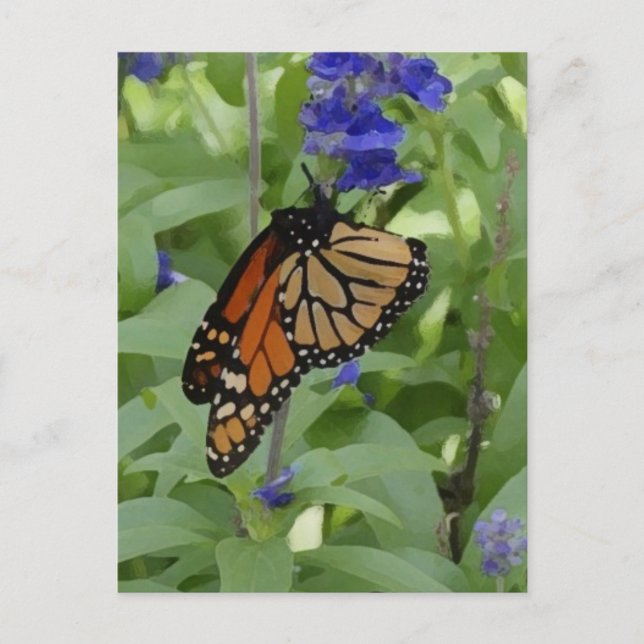 Butterfly _176 Blank Postcard (Front)