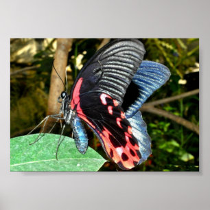 Butterfly 1 poster