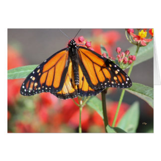 Butterfly 1, Wonderful