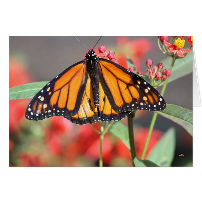 Butterfly 1, Wonderful (Front Horizontal)